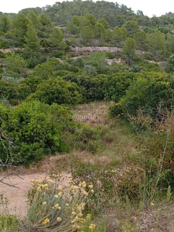 Venta  - Corbera dEbre, Tarragona