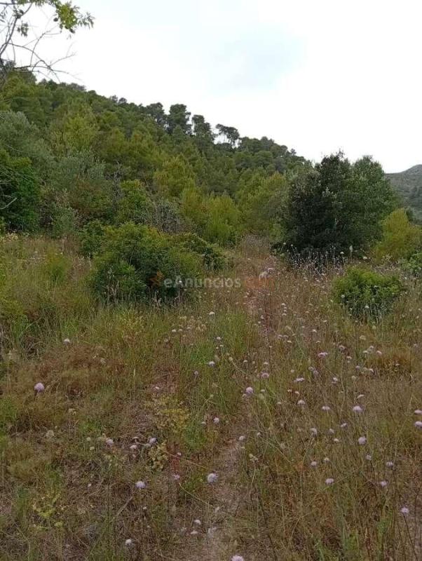 Venta  - Corbera dEbre, Tarragona