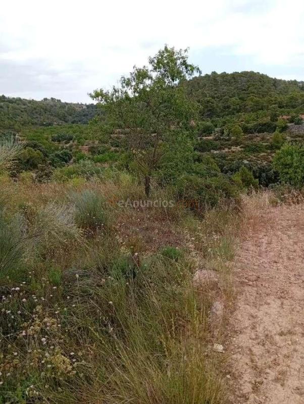 Venta  - Corbera dEbre, Tarragona