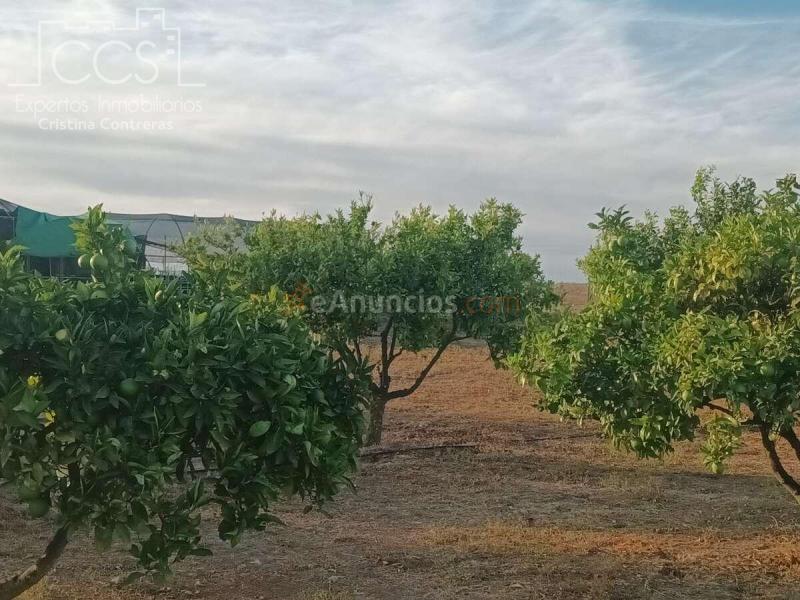 Venta de Finca en PROPIEDAD de 3.117 m2 de Terreno con 2 contenedores en Bollullos Par del Condado(Huelva)