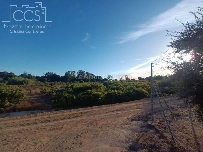 Venta de Finca en PROPIEDAD de 3.117 m2 de Terreno con 2 contenedores en Bollullos Par del Condado(Huelva)