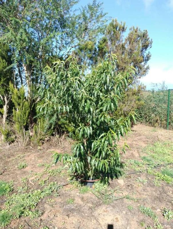 FINCA RÚSTICA CON VIVIENDA, 2 habitaciones EN ERJOS, TENERIFE OESTE Se vende finca rústica de 2.305 m